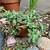 Succulent in nice pot on plant stand + many more plants! 4 thumbnail