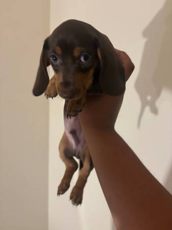Reubicación de dachshunds miniatura exóticos de 9 semanas (hayward / castro valley)63696507732995120