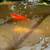KOI FISH, large and beautiful 2 thumbnail