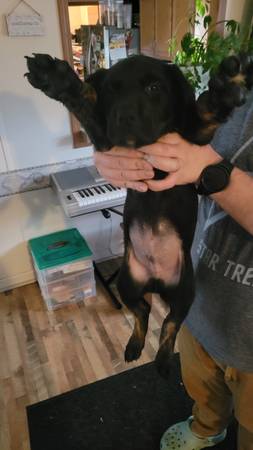 Lab mix puppies (Blountville)64217267106690123