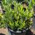 Dwarf Olive 10 thumbnail