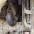 AIR COMPRESSOR INGERSOLL RAND 125CFM 6 thumbnail
