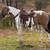 Paint gelding 2 thumbnail