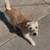 Loving Dogs Looking for New Homes – Friendly & Healthy 8 thumbnail