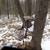 Lone Wolf Climbing Tree Stand 1 thumbnail
