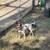 Free Female Chihuahua 1 thumbnail