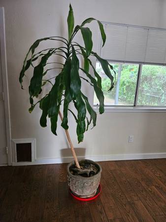Beautiful Plant 1