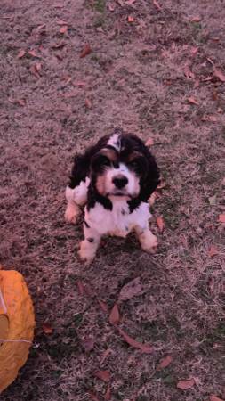 cockerspaniel (condado de Cullman)64727558444929120