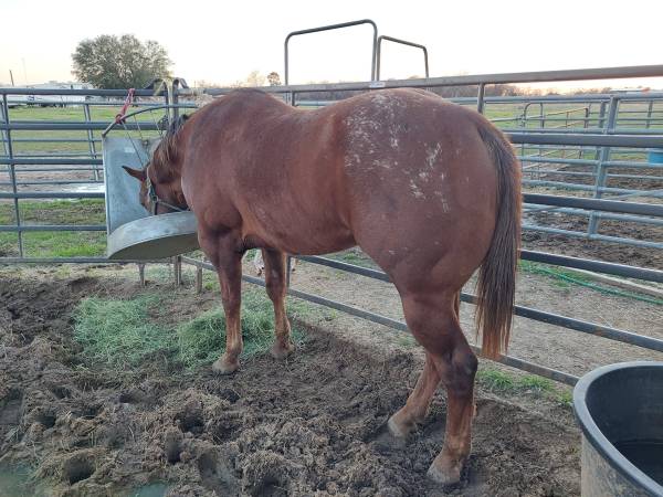 2018 Registered Appaloosa Stallion 1