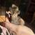 Silkie, frizzle, showgirl, hatching chicken eggs 18 thumbnail