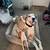 Male Great Dane 1 thumbnail