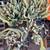 Available 10/25 - 10 EACH POTTED PEANUT CACTUS PLANT BLOOMS ORANGE-RED 4 thumbnail
