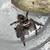 Jumping Spiders - Phidippus Regius 10 thumbnail