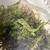 Geckos 6 thumbnail