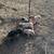 Small Feeder Pigs 8 thumbnail