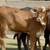 Tigerstripe & Chocolate Braford Replacement Heifers 2 thumbnail