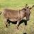 MINI DONKEYS 2 thumbnail