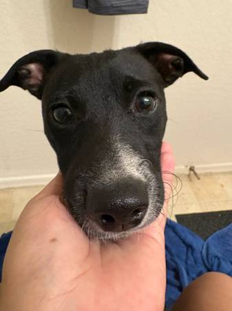 Oreo the puppy (Higley)63905906219266122