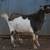 Nigerian Dwarf Bucks 2 thumbnail