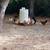 Chicken & roosters 1 thumbnail