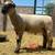 Ram Lambs 2 thumbnail