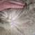 Raw wool 4 thumbnail