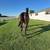 Thoroughbred mare - horse for sale 3 thumbnail