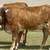 Tigerstripe & Chocolate Braford Replacement Heifers 13 thumbnail