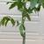 Two-Metre Tall Money Tree 3 thumbnail