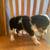 Buff Orrington Roosters,  Aussie puppies 4 thumbnail