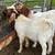 Male Boer Goat 1 thumbnail