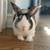 Bunny 1 thumbnail