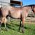AQHA bay roan filly 4 thumbnail