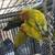 Lovebirds 5 thumbnail