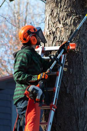 STORM PREP / HAZARD LIMBS 1