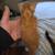 Male orange siamese kittens 5 thumbnail