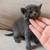 Kitties! 6 thumbnail