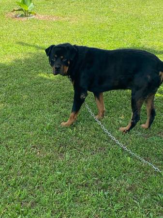 Rottweiler (Shelby)63927658112130121