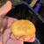Albino red ear sliders 2 thumbnail