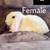 3 month old Holland lop baby bunnies 4 thumbnail
