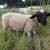 Dorper Wethers 4 thumbnail