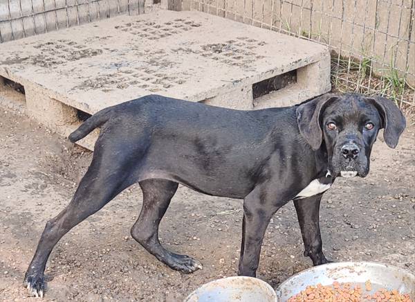 **4-year old Cane Corso** (Stafford)63859314903811124