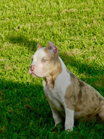 Merle male Pocket (Humble)63859315544833123