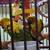 Baby Sun Conures 2 thumbnail