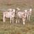 Rams - Dorper Katahdin Lambs 1 thumbnail