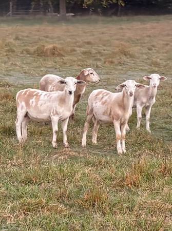 Rams - Dorper Katahdin Lambs 1