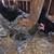 Isbar silverudd pullets, olive egger cochin pullets 17 thumbnail