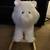 Plush White Rocking Puppy 2 thumbnail