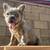 Chocolate  French Bulldogs (females ) 8 thumbnail