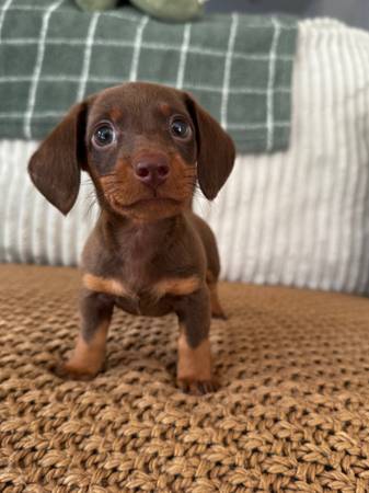 Dachshund puppy (Hartselle)63660349934849120
